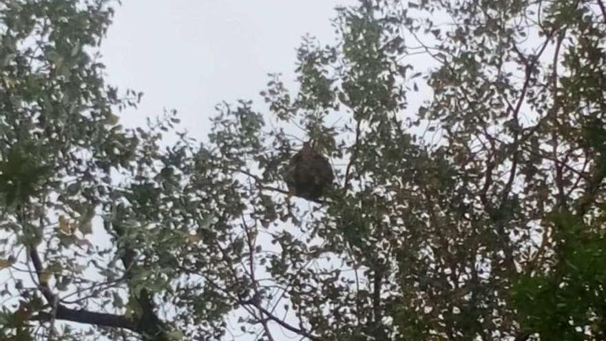 Nido de avispa asiática en la finca del palacio del Rebollín.