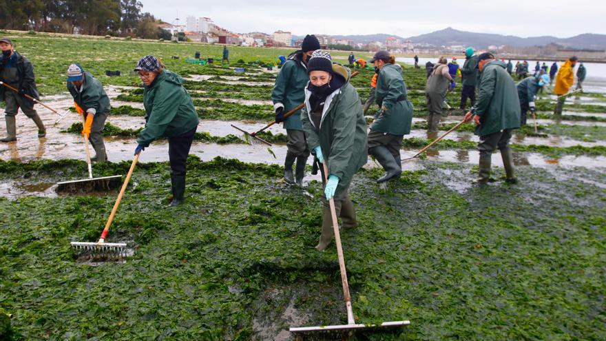 Espectacular invasión de algas en la playa Compostela