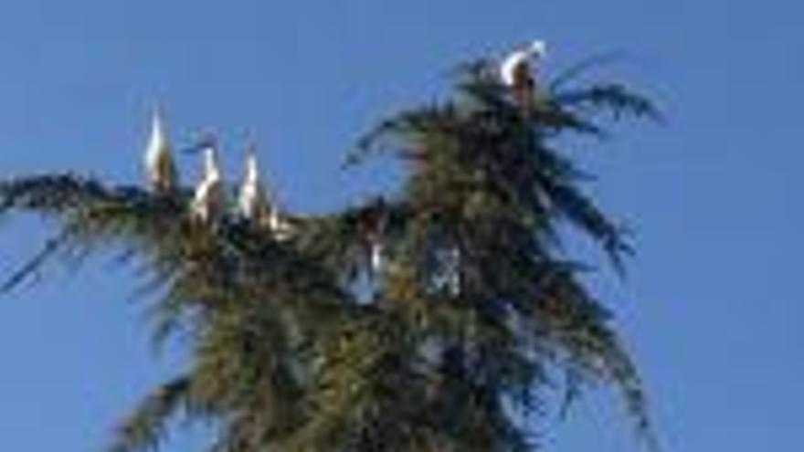 Les cigonyes fan nit a l&#039;entorn del campanar de Sant Cugat de Salt