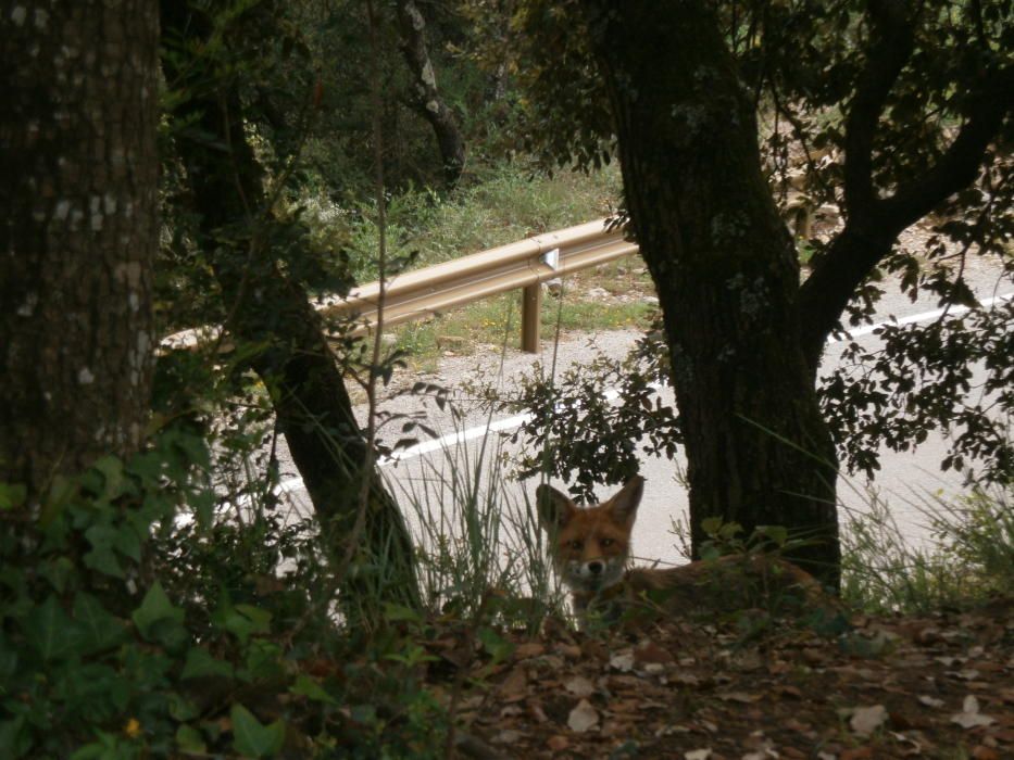 El guillot prop de l''aparcament del pont de Sadernes