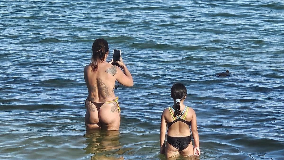 Una tortuga en la playa de Santa Eulària.