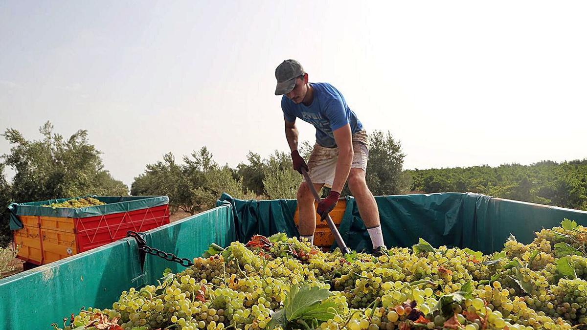 Un jornalero trabaja sobre un remolque cargado de uvas de la variedad Pedro Ximénez.