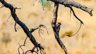 Siete años del gran incendio forestal de 2019: Los pinares de los muertos vivientes