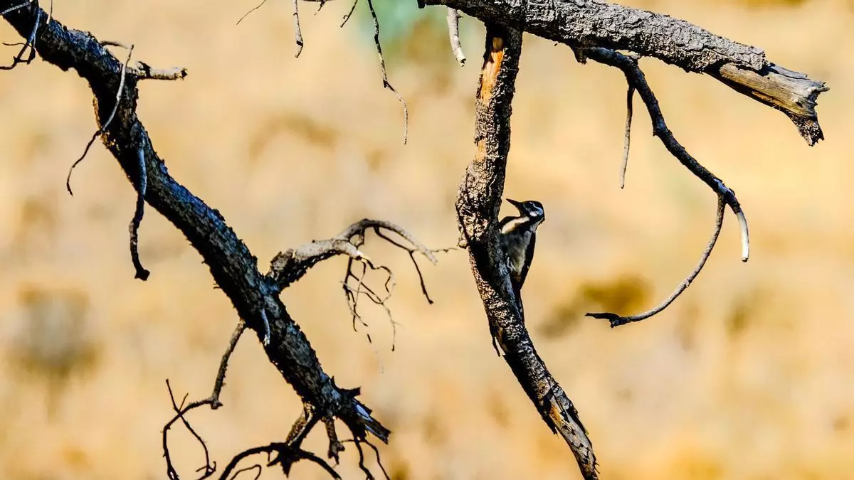 Siete años del gran incendio forestal de 2019 en Gran Canaria: los pinares de los muertos vivientes