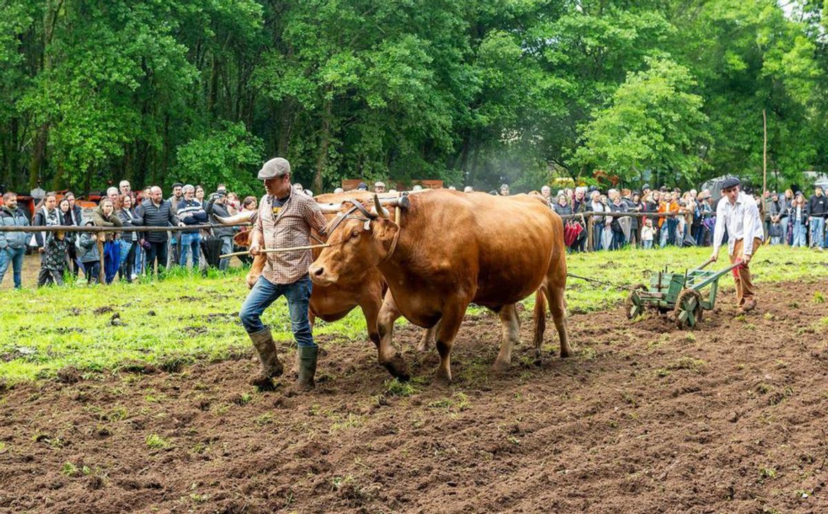 Rubén Barbeito, da asociación Quinta do Piñeiro, na festa. | // J.C.P.