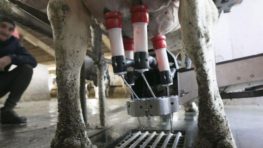 Manuel Álvarez Ron, de la ganadería Baldomero (Tineo), junto a un robot de ordeño con una vaca frisona. | Miki López