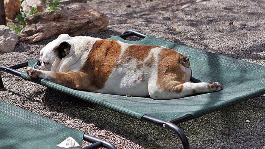 Es mag Ausnahmen geben - in der Regel ist stundenlanges Sonnenbaden aber nicht der Idealurlaub für Bello. Und in der prallen Sommersonne erst recht nicht