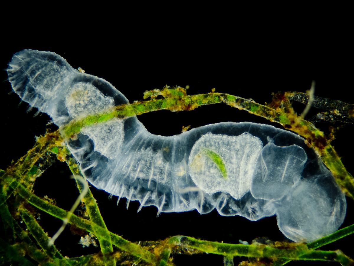 Anélido (Chaetogaster sp.)