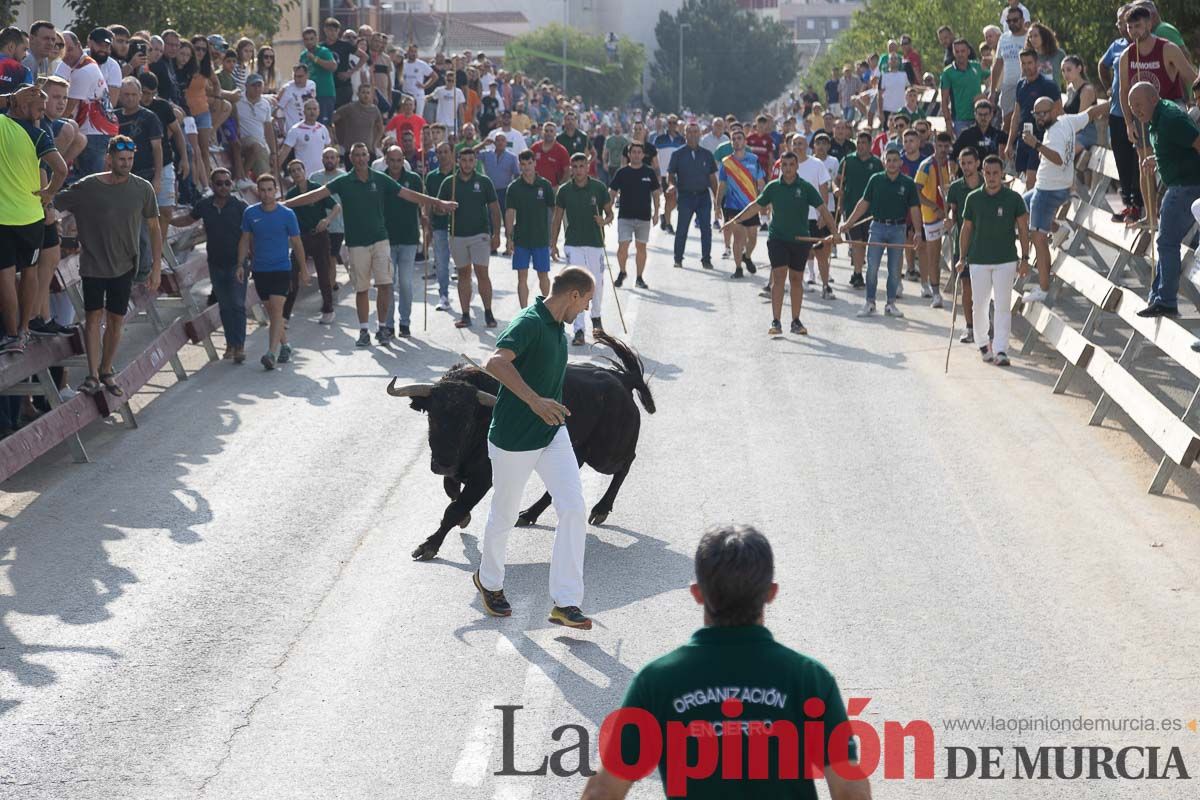 Quinto encierro de la Feria Taurina del Arroz en Calasparra