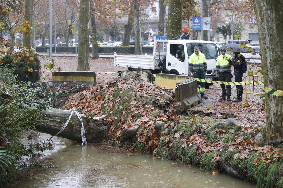 Girona. Devesa. Cau un arbre al cosat del que va caure al mes de novembre a La Rosaleda.
