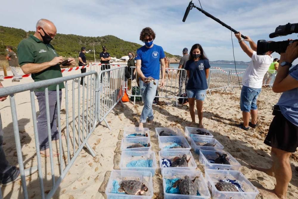 Liberadas en Ibiza 26 tortugas de la primera puesta registrada en Baleares