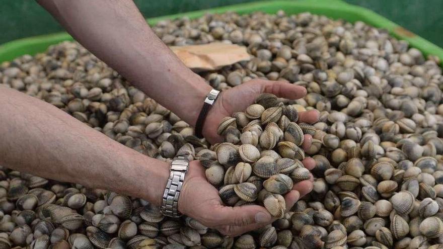 Ejemplares de berberecho preparados para su subasta en una lonja gallega.