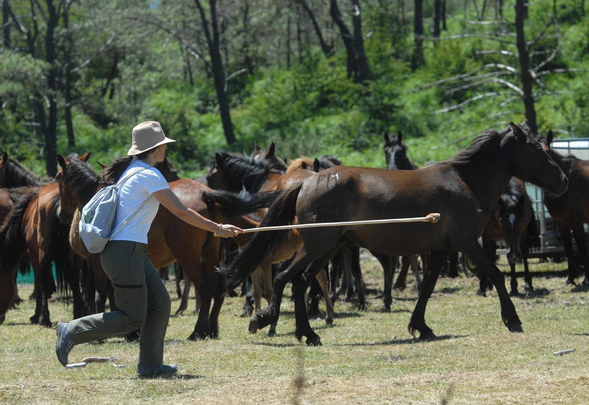 Rapa das Bestas de Sabucedo, A Estrada, 2026.