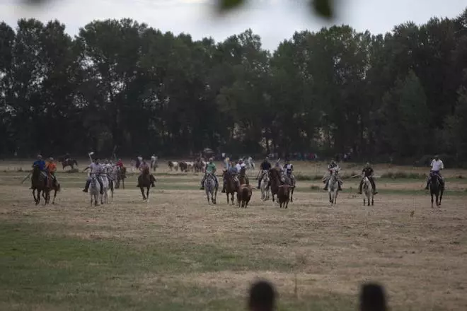Las mejores imágenes del encierro de Villamor de los Escuderos