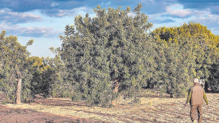 Explota el ‘boom’ de  la algarroba: de valer 2,26 euros el kilo a   cobrar apenas 0,47