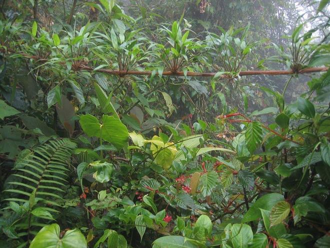 Parque Internacional de La Amistad, Panamá