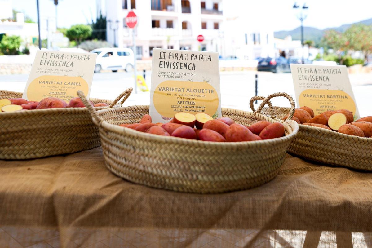 Algunas de las variedades que se están probando en Eivissa.