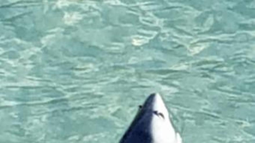 Hai-Sichtung am Strand von Cales de Mallorca