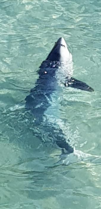 Pánico por la aparición de un tiburón en la playa de Calas de Mallorca