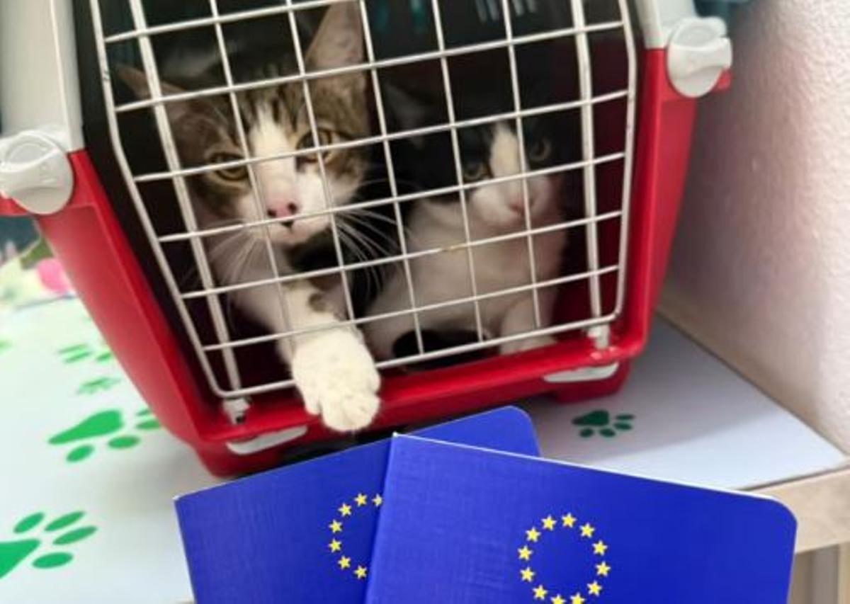 Rio y Percy, los nuevos hermanitos de Mars