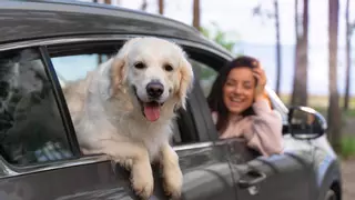 ¿Qué ocurre con tu mascota si tienes un accidente de tráfico?