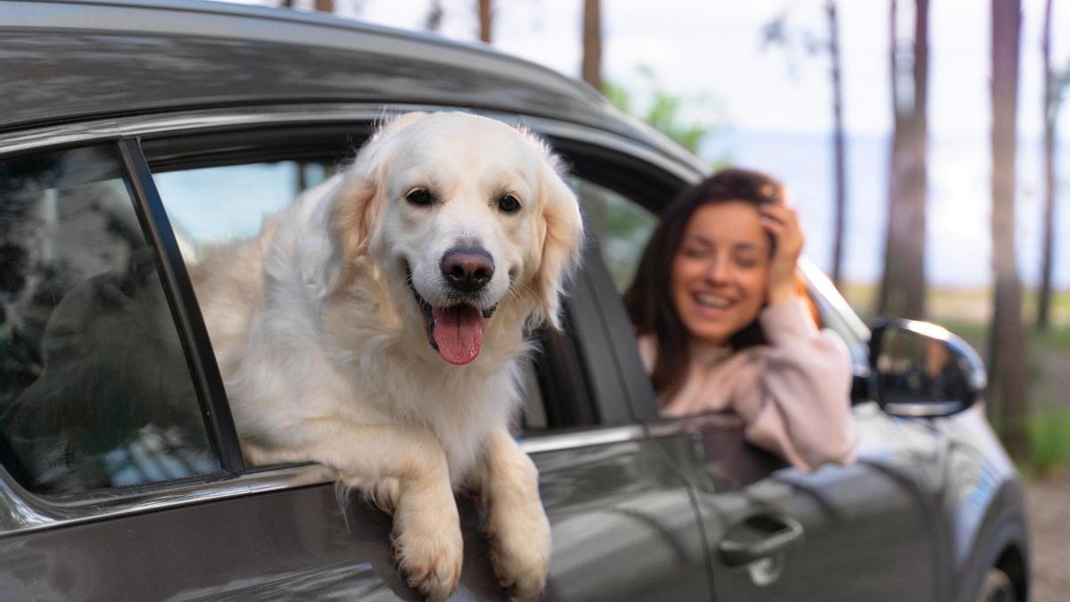 Esto es lo que pasaría con tu perro si tienes un accidente
