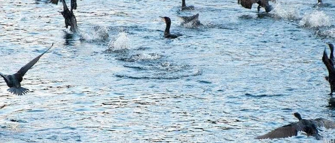 Cormoranes, hace unos días, en el río Ulla.