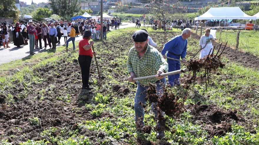 Matamá celebra 10 años de &quot;Sementeira do Millo&quot;