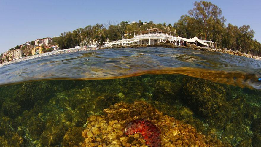 La reserva ecológica protegería la parte terrestre del Balneario pero también sus espectaculares fondos submarinos.