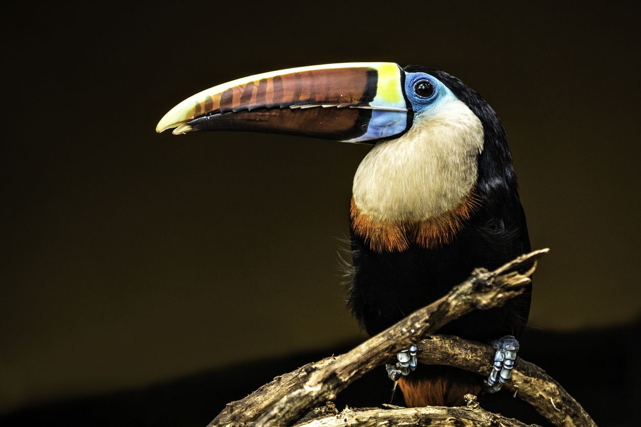 En Canaima encontramos especies endémicas y otras en peligro de extinción.