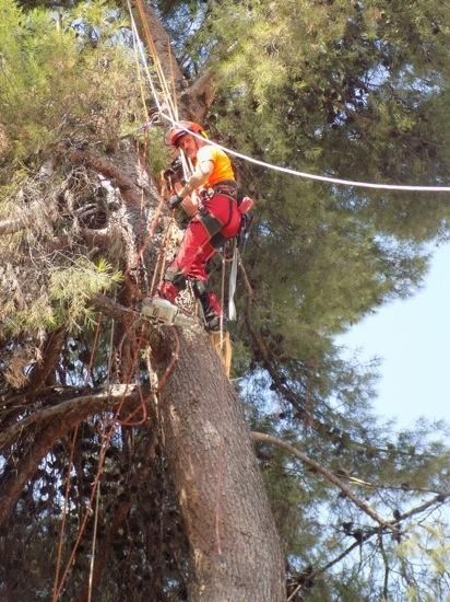 Tala d''arbres a la Renaixença