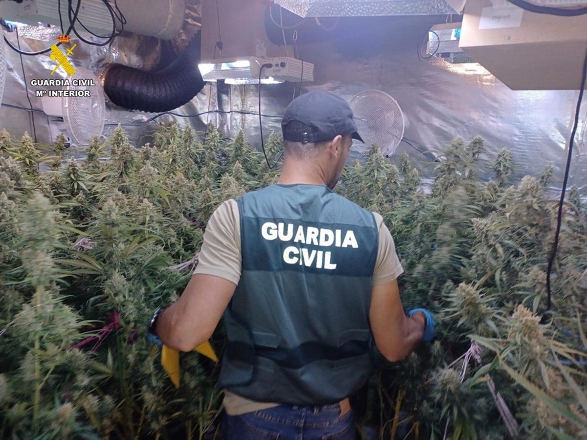 Els Mossos desmantellen 311 plantes de marihuana en un domicili de Cabanes (Girona)