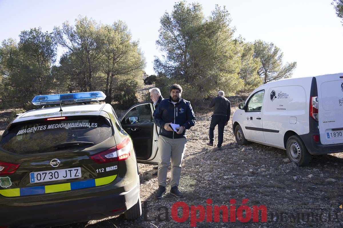 Suelta de dos buitres leonados en la Sierra de Mojantes en Caravaca