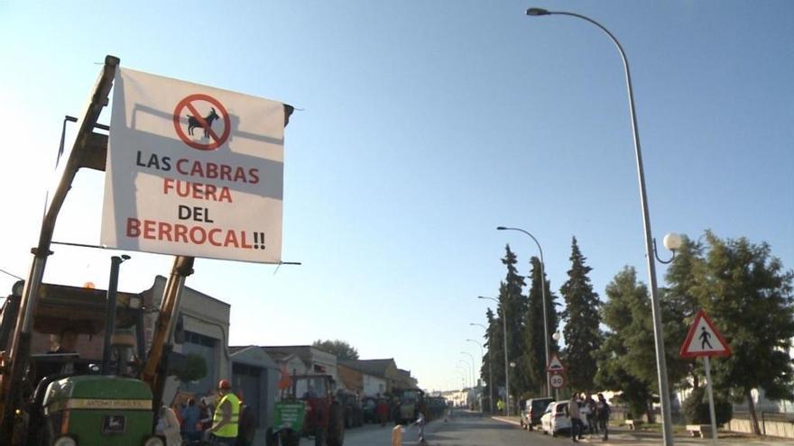 Agricultores de Calamonte protestan por los daños que unas cabras causan a sus fincas