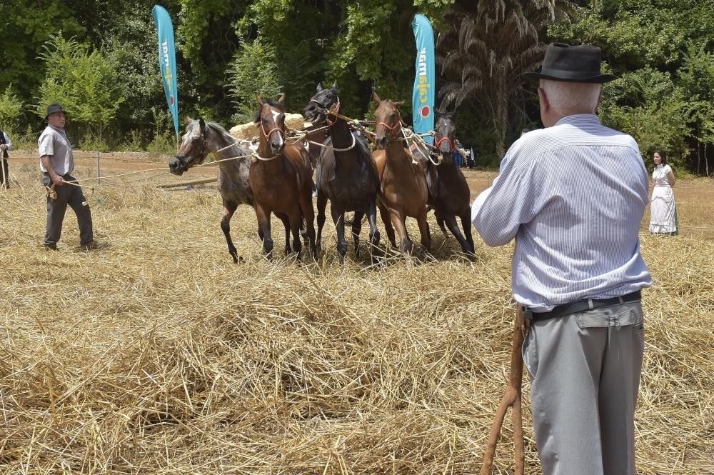 Feria de ganado