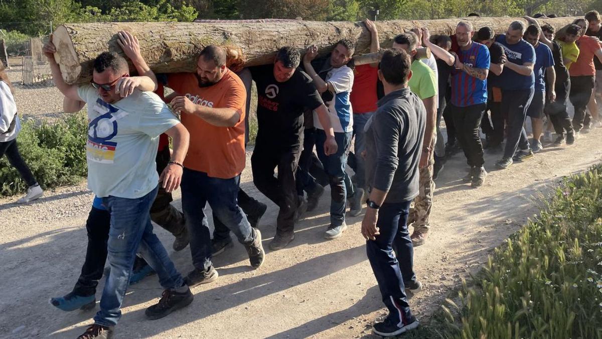 Los vecinos cortaron y subieron el mayo a hombros hasta la plaza de la Iglesia de Maleján. | SERVICIO ESPECIAL