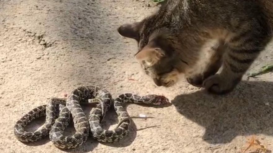 Peluso, junto a la serpiente en Ibiza
