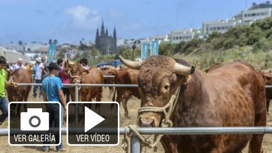 Gran Canaria presume de ganado