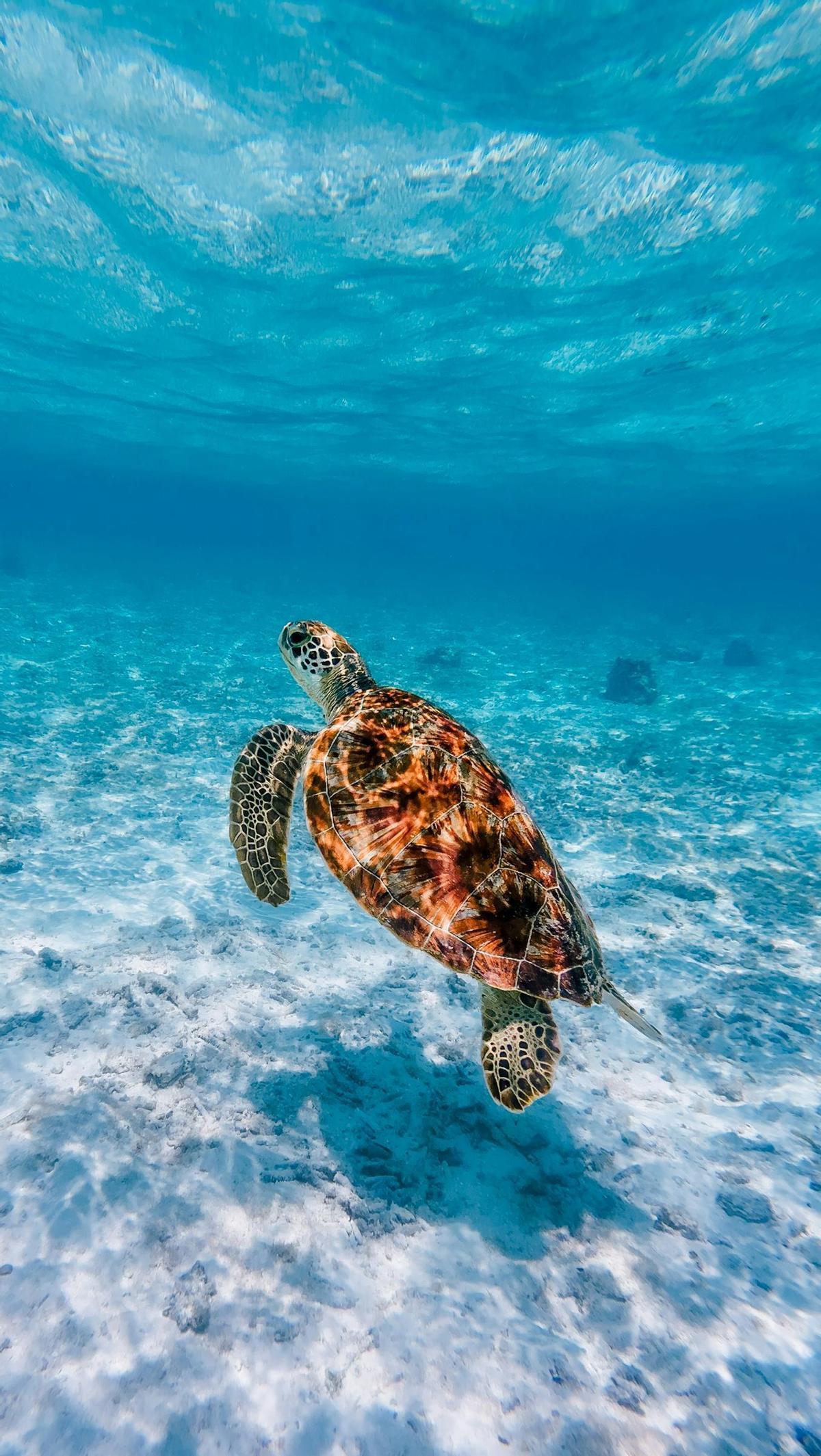 Nadar junto a la costa de Gili Air es codearte con tortugas gigantes