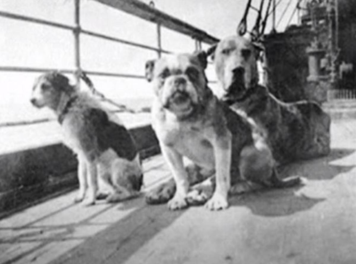 Algunos de los perros que se encontraban a bordo del Titanic