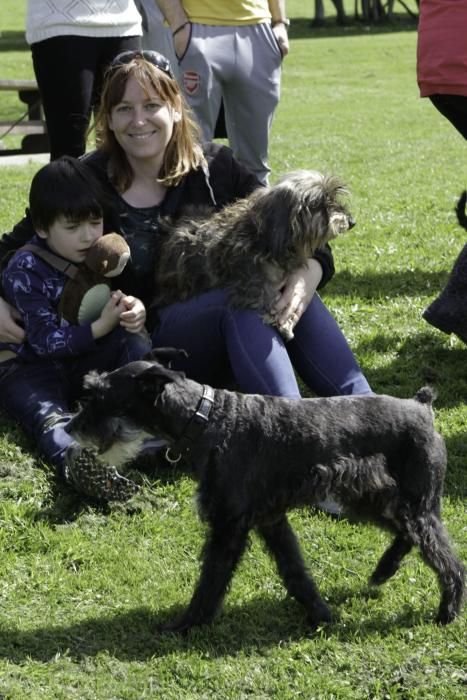 Concentración de perros teckel en Los Pericones.