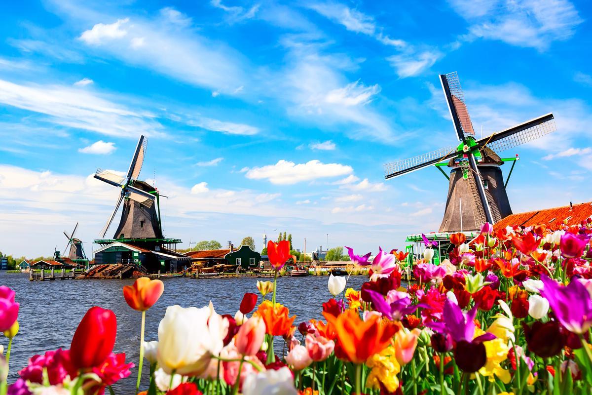 Los tulipanes completan la estampa de los molinos de viento holandeses