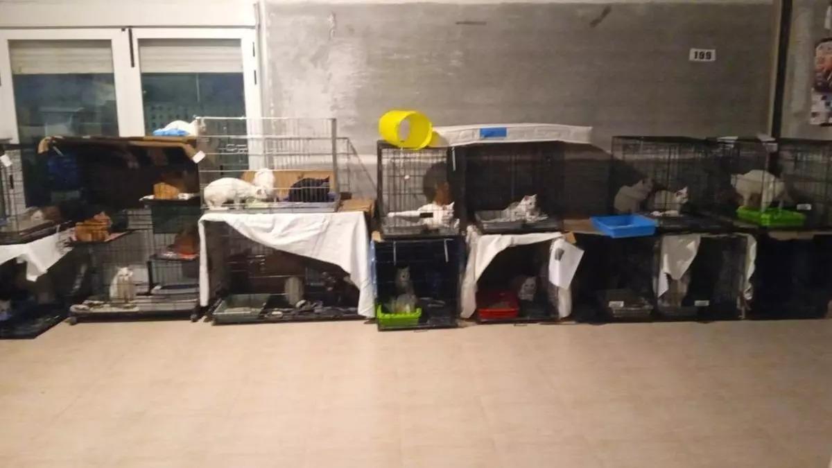 Algunos de los gatos en el bajo cedido por el ayuntamiento de manera provisional.