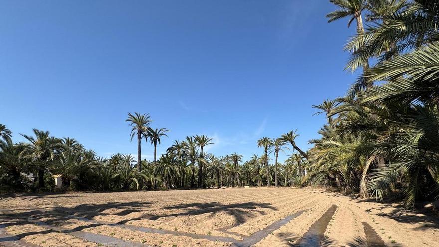 Elche espera recolectar 100.000 flores para la batalla de las Fiestas de Agosto