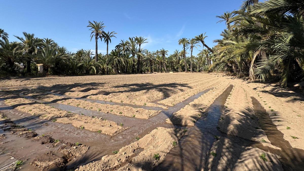 Las plantaciones de tagetes ya están en marcha en los huertos históricos para la Batalla de las Flores de las Fiestas de Agosto