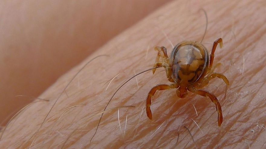 Una garrapata sobre la piel.