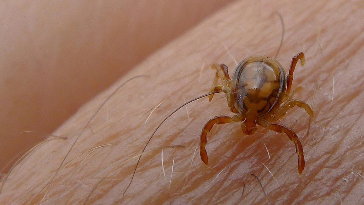 Una garrapata sobre la piel