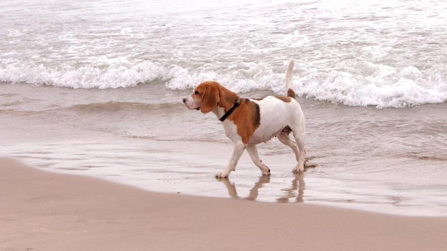 La playa para perros de Pinedo aumenta un 32% sus usuarios