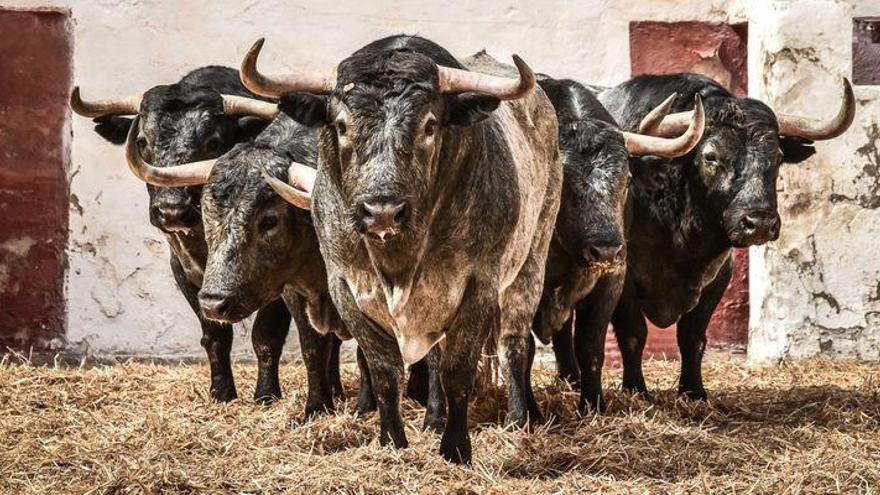 No te pierdas los espectaculares toros de Adolfo Martín en Castelló