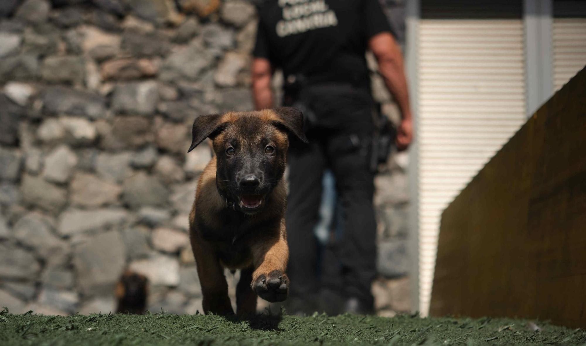 Estos son los nuevos cachorros de la Unidad Canina de la Policía Local de Santa Cruz